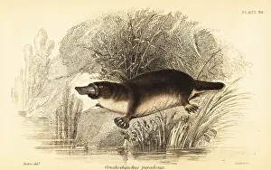 Steel Engraving: Platypus, Ornithorhynchus anatinus