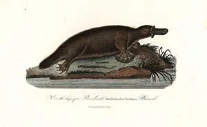 Paradoxus: Platypus, Ornithorhynchus anatinus