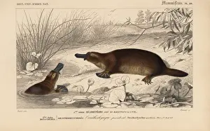 Dorbigny: Platypus, Ornithorhynchus anatinus