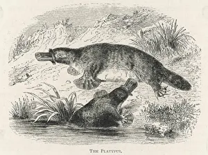 Anatinus: PLATYPUS PAIR