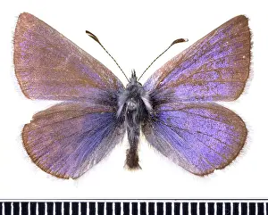 Gossamer: Plaucopsyche lygdamus, xerces blue