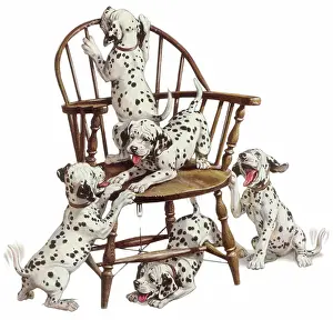 Stretchers: Playful Dalmatian Pups
