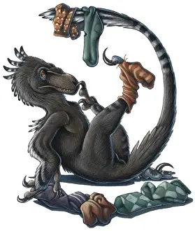 Comfortable: A playful Deinonychus dinosaur playing with socks