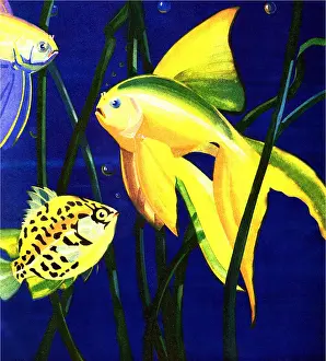 Goldfish: Playful Fish