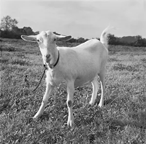 The Norman Synge Waller Budd Collection: A Playful Goat, Worcestershire