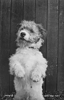 Trick: A Playful Pup