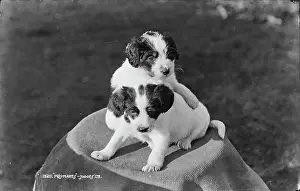 Playful: Playful Puppies