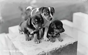 Innocence: Three Playful Puppies