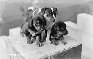 Innocence: Three Playful Puppies