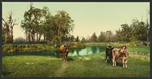 Pleasant: A pleasant pasture