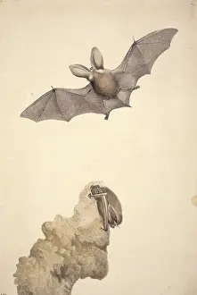 Auritus: Plecotus auritus, brown long-eared bat