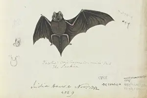 1800 1894: Plecotus darjilingensis, paskan (with skull and stomach)