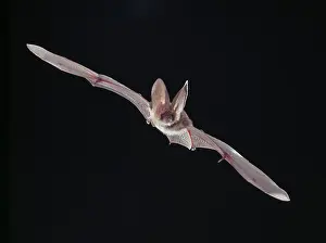 Locomotion: Plecotus sp. long-eared bat