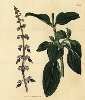 Barbatus: Plectranthus forskohlii