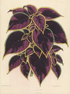 Worthington George Smith: Plectranthus scutellarioides variety, Duchess of Edinburgh