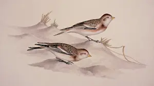 Nivalis: Plectrophenax nivalis, snow bunting