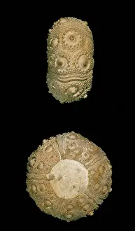 Coronata: Plegiocidaris coronata, sea urchin