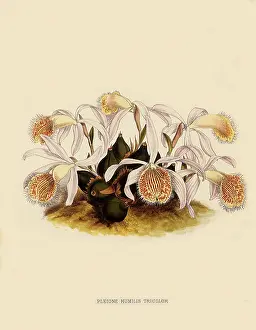Tricolor: Pleoine Humilis