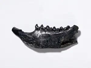 Jawbone: Plesiadapis fodinatus, primate