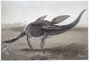 Neave: Plesiosaur