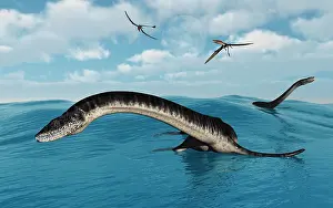 Plesiosaur: Plesiosaurs in their marine habitat