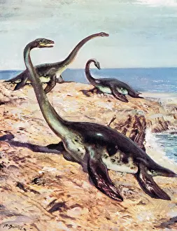 Plesiosaurus: Plesiosaurus