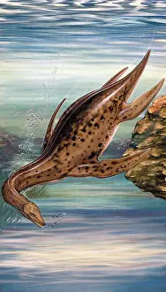 Plesiosaurus: Plesiosaurus