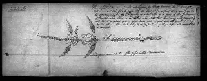 Plesiosaurus: Plesiosaurus