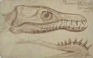Plesiosaurus: Plesiosaurus