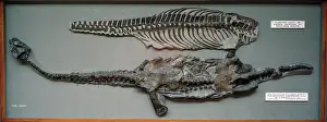 Plesiosaurus: Plesiosaurus conybeari