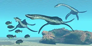 Plesiosaurus: Plesiosaurus dinosaurs hunt a school of Dapedius fish