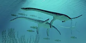 Plesiosaurus: Three Plesiosaurus dinosaurs migrate with a school of fish
