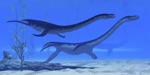 Loch: Plesiosaurus dinosaurs swim together in Jurassic seas
