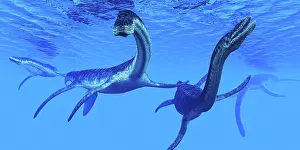 Loch: Plesiosaurus dinosaurs swim together in Jurassic seas