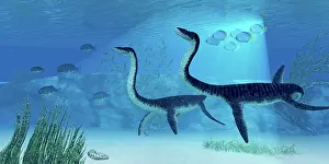 Plesiosaurus: Plesiosaurus dinosaurs swimming the Jurassic seas