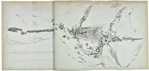 Plesiosaurus dolichodeirus