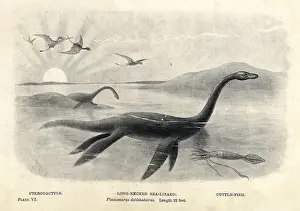 Dolichodeirus: Plesiosaurus dolichodeirus with cuttlefish and pterodactyls