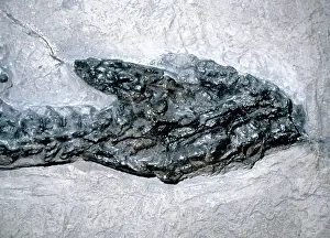 Plesiosaurus: Plesiosaurus dolichodeirus: Head only