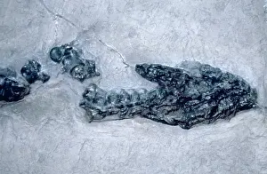 Plesiosaurus: Plesiosaurus dolichodeirus: Head and neck