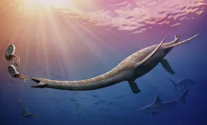 Rays: Plesiosaurus dolichodeirus hunting ammonites