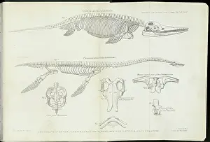 Plesiosaurus: Plesiosaurus Dolichodeirus and Ichthyosaurus Communis