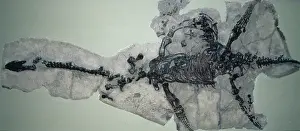 Plesiosaurus: Plesiosaurus dolichodeirus skeleton