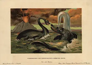 Ichthyosaurus: Plesiosaurus, extinct aquatic carnivore, and