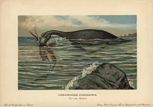Sauropterygian: Plesiosaurus, extinct genus of marine sauropterygian