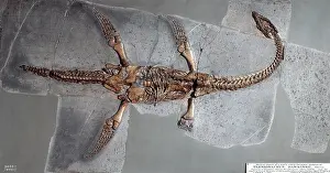 Plesiosaurus: Plesiosaurus hawkinsii