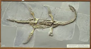 Plesiosaurus: Plesiosaurus hawkinsii