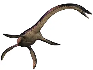 Slender: Plesiosaurus, large marine predatory reptile from the ?