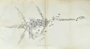 Plesiosaurus: Plesiosaurus from Lyme Regis