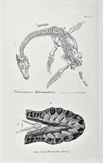 Buckland: Plesiosaurus macrocephalus