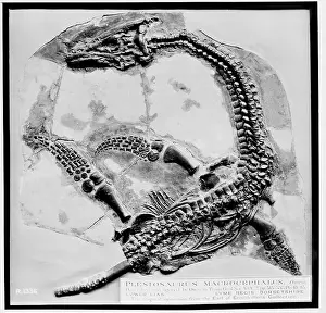 Plesiosaurus macrocephalus